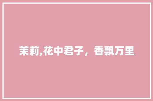 茉莉,花中君子,香飘万里